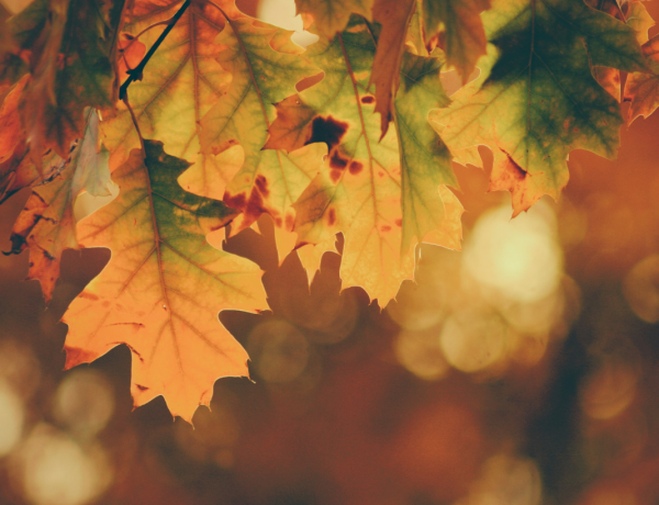 Fall Living Room Ideas (And What To Avoid)_1