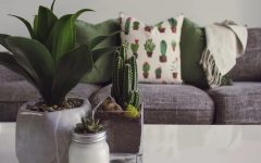 Biophilia décor - All you need to simply transform your living room! 🌿 cover